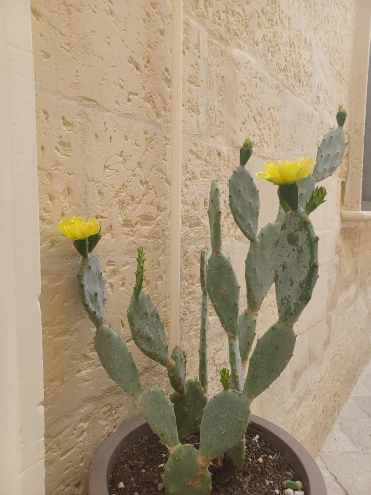 All'1 Di Rajno' Relaxing Aparthotel Lecce Exterior foto